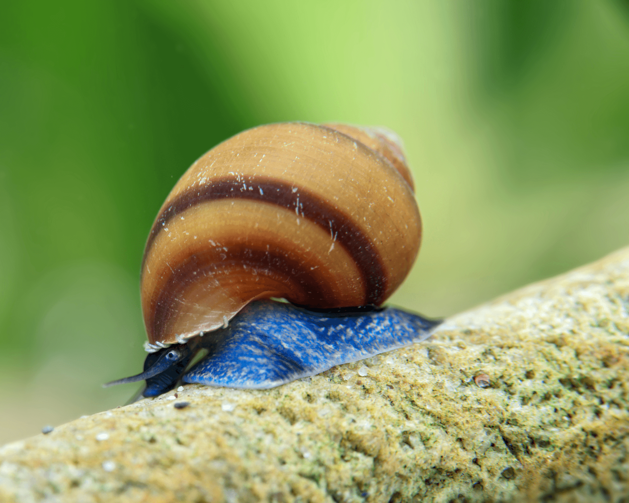 Blue Jelly Snail (Taia sp.)